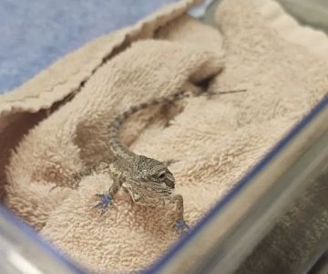 Hartman Veterinary Hospital
