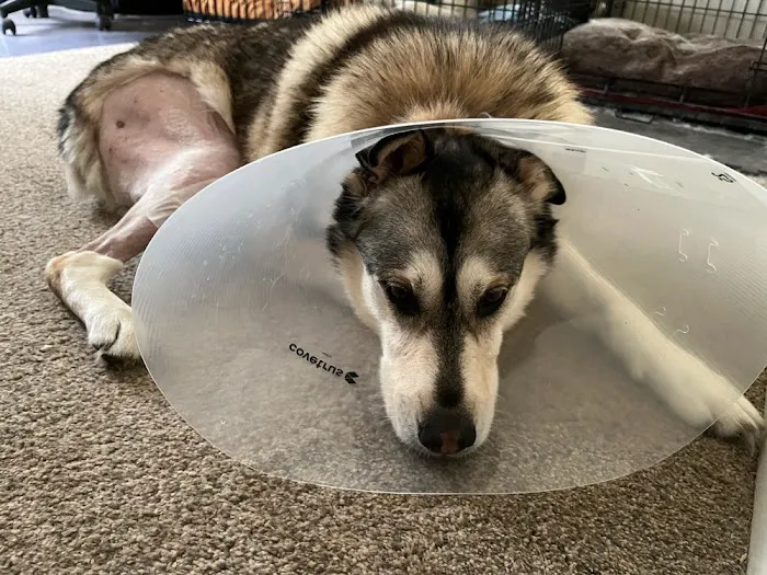 The West Suburban Animal Hospital 12
