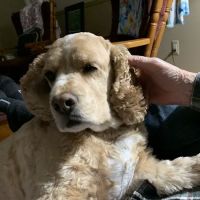 The West Suburban Animal Hospital ico
