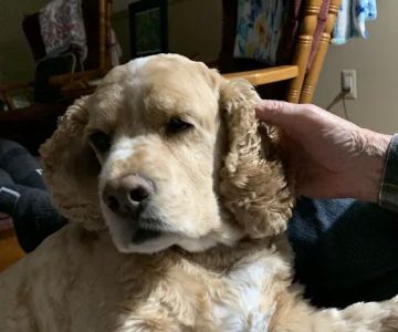 The West Suburban Animal Hospital
