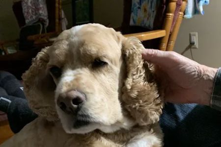 The West Suburban Animal Hospital