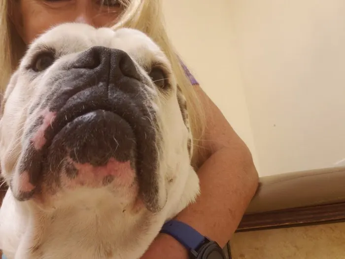 The West Suburban Animal Hospital 12