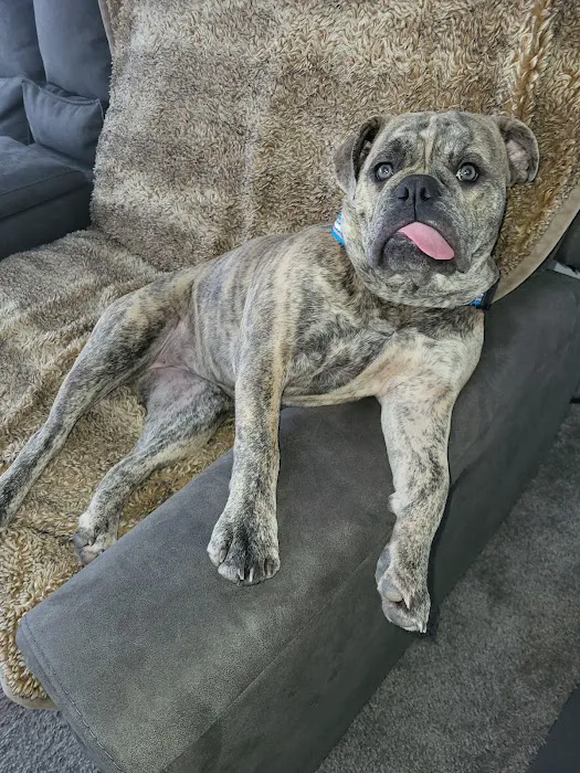 The West Suburban Animal Hospital 12