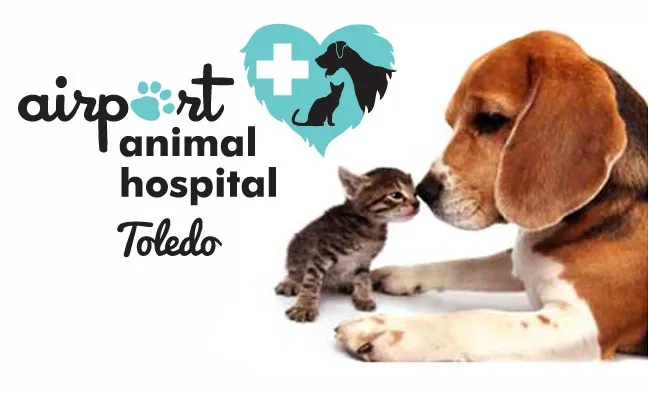 Airport Animal Hospital, Toledo: Dr. Cuesta DVM 5