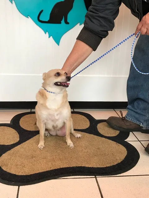 Airport Animal Hospital, Toledo: Dr. Cuesta DVM 8