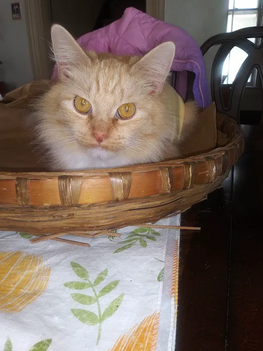 Airport Animal Hospital, Toledo: Dr. Cuesta DVM 7