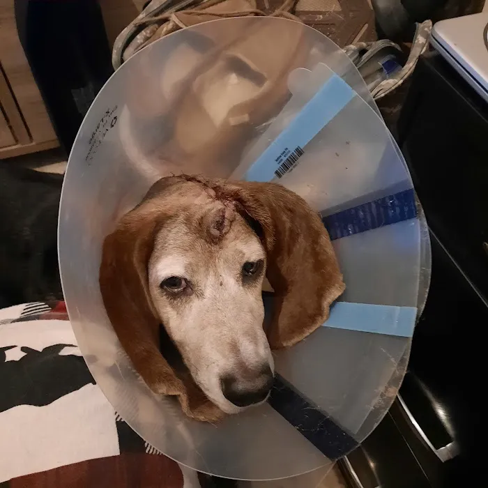 South Suburban Animal Hospital 12