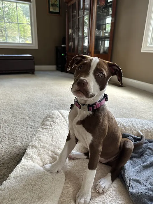 South Suburban Animal Hospital 12