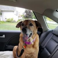 South Suburban Animal Hospital ico