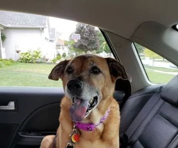 South Suburban Animal Hospital