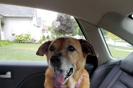South Suburban Animal Hospital
