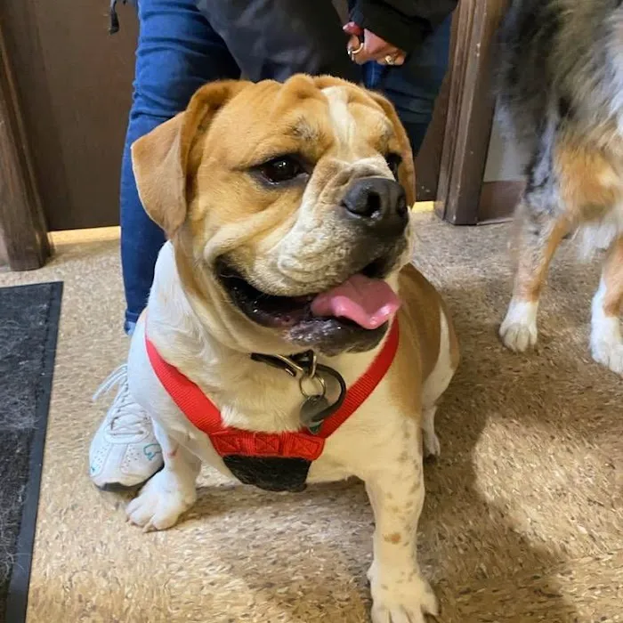 Midway Animal Hospital 10