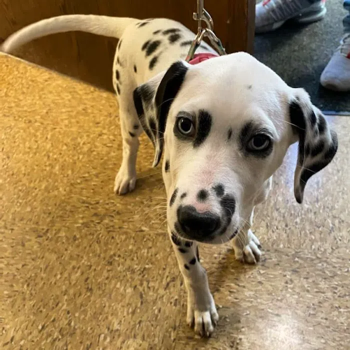 Midway Animal Hospital 8