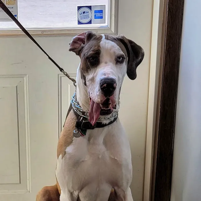 Midway Animal Hospital 9