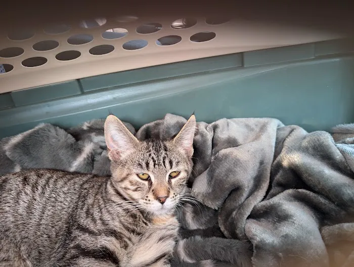 Midway Animal Hospital 1