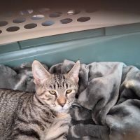 Midway Animal Hospital ico