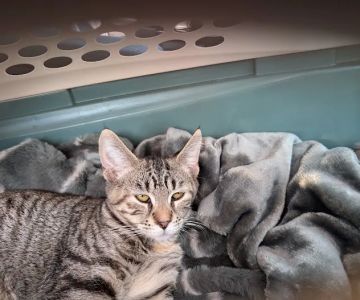 Midway Animal Hospital