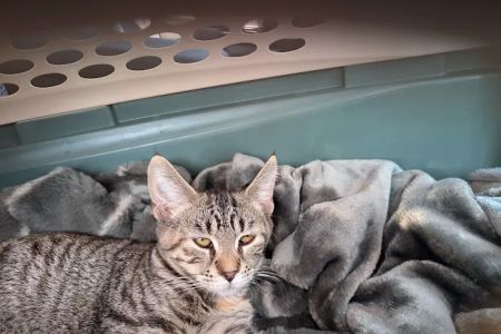 Midway Animal Hospital