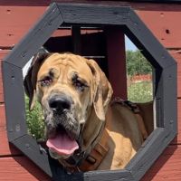 Animal Hospital at West Ridge ico