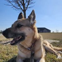 Town and Country Animal Health Care ico