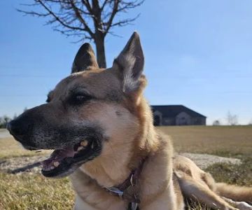 Town and Country Animal Health Care