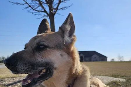 Town and Country Animal Health Care