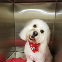 Crossroads Animal Hospital and Pet Resort ico