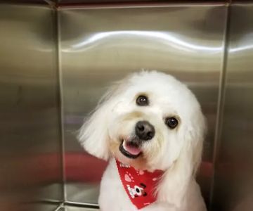 Crossroads Animal Hospital and Pet Resort