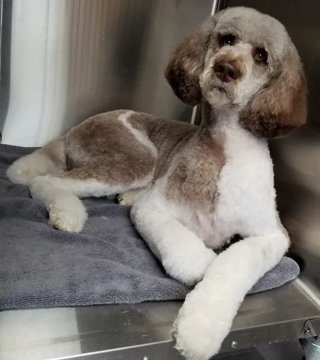Crossroads Animal Hospital and Pet Resort 7