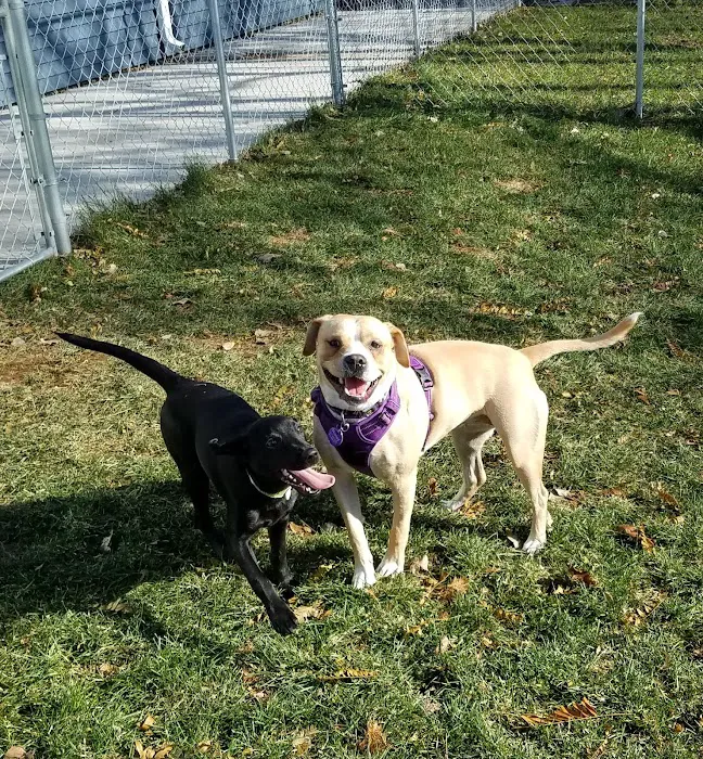 Crossroads Animal Hospital and Pet Resort 10