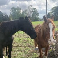 The Veterinary Standard PLLC ico
