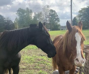 The Veterinary Standard PLLC