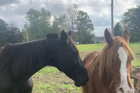 The Veterinary Standard PLLC