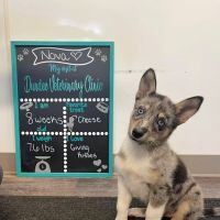 Dundee Veterinary Clinic ico