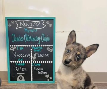 Dundee Veterinary Clinic