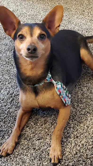 St Francis Veterinary Hospital 12
