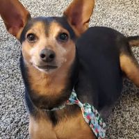 St Francis Veterinary Hospital ico