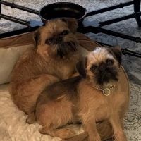 Animal Medical Center of Saline ico