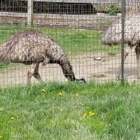 Animal Kingdom Veterinary Hospital ico