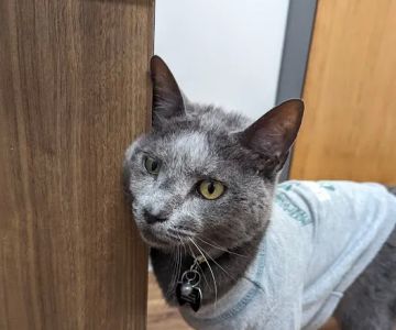Lambertville Veterinary Clinic