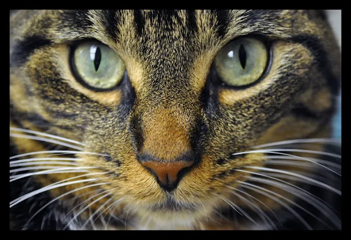 Countryside Animal Hospital 12