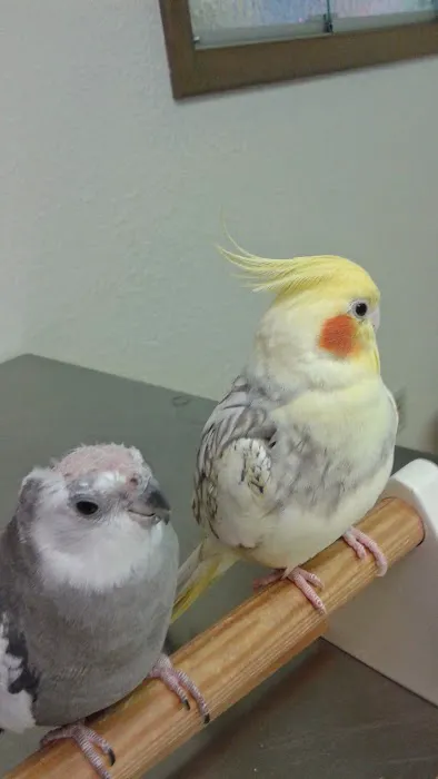 Bird & Exotic Pet Wellness Center 12