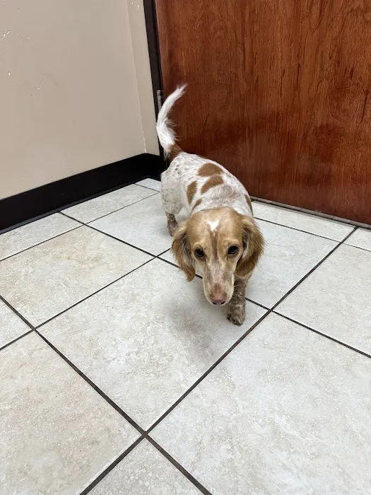 Alexis Road Animal Hospital 1
