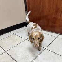 Alexis Road Animal Hospital ico