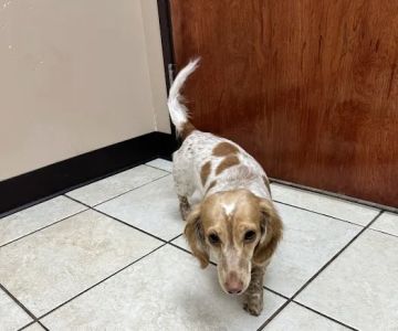 Alexis Road Animal Hospital