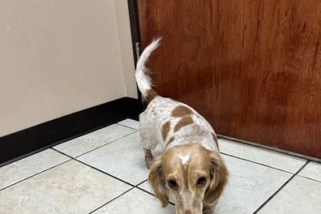 Alexis Road Animal Hospital