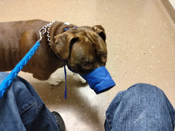 Community Pet Care Clinic 1