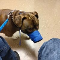 Community Pet Care Clinic ico