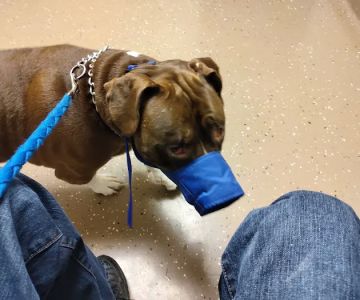 Community Pet Care Clinic