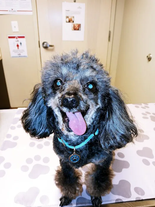 Community Pet Care Clinic 5